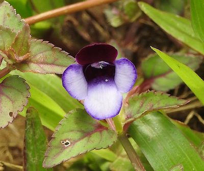 Torenia bicolor, photographed by Hopeland
