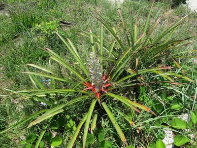 Bromelia antiacantha, photographed by Victor Farjalla Pontes