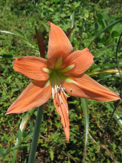 Hippeastrum striatum, photographed by Victor Farjalla Pontes