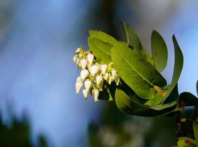 Arctostaphylos pallida, photographed by Michael Warner
