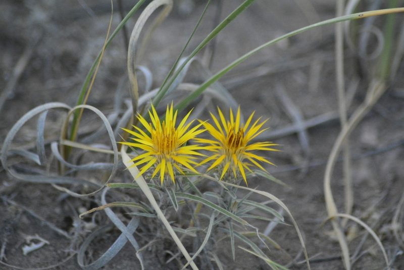 Doniophyton anomalum, photographed by veonatura