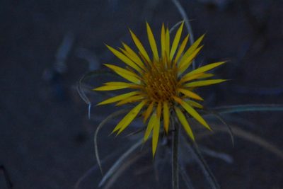 Doniophyton anomalum, photographed by veonatura