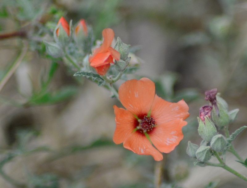 Sphaeralcea miniata, photographed by veonatura