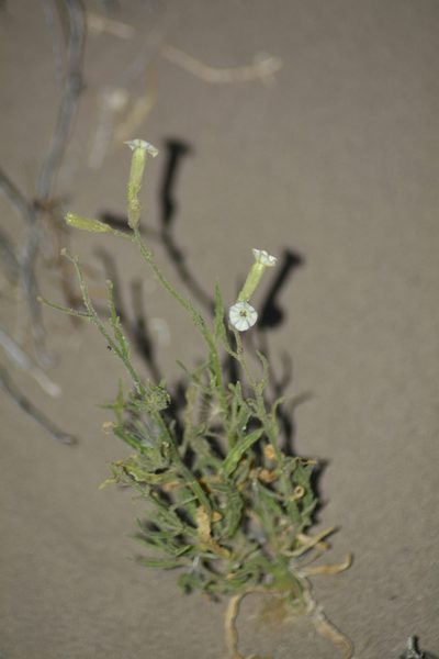Nicotiana petunioides, photographed by veonatura