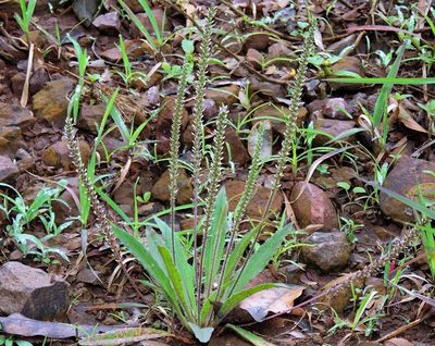 Plantago tomentosa, photographed by Hugo Hulsberg