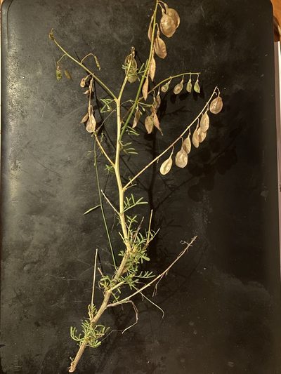 Lessertia brachystachya, photographed by Christina