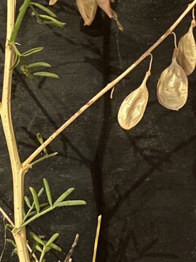 Lessertia brachystachya, photographed by Christina