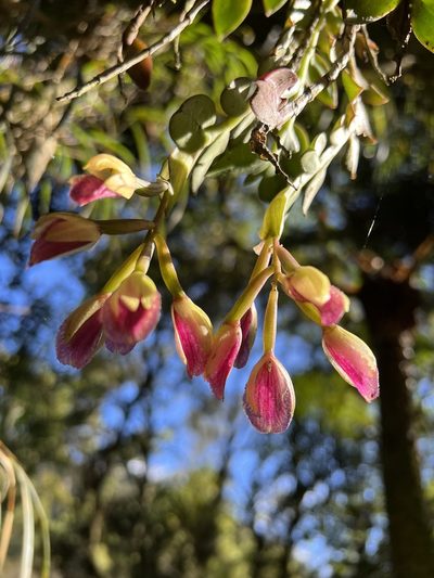 Epidendrum megalospathum, photographed by Nicolás Baresch Uribe