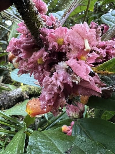 Glossoloma ichthyoderma, photographed by Nicolás Baresch Uribe
