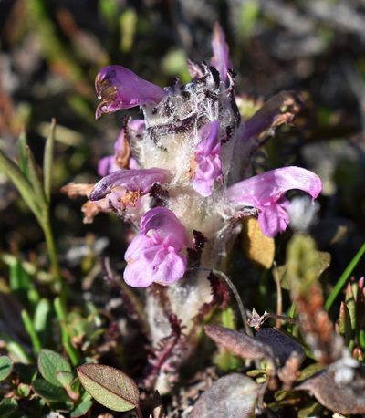 Pedicularis hirsuta, photographed by Eric Lamb