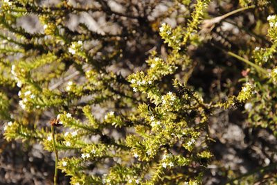 Thesium viridifolium, photographed by Tony Rebelo