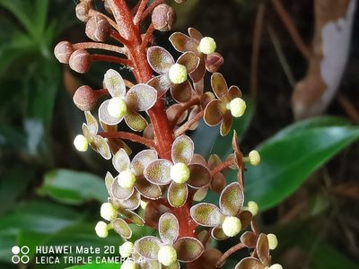 Nepenthes gracilis, photographed by HP Lim