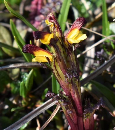Pedicularis flammea, photographed by Eric Lamb
