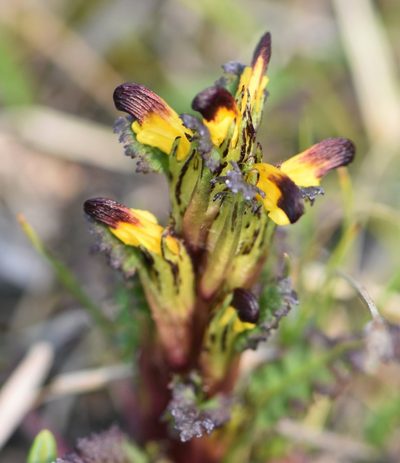 Pedicularis flammea, photographed by Eric Lamb