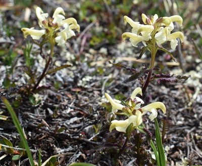 Pedicularis lapponica, photographed by Eric Lamb