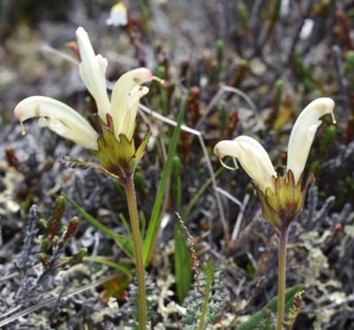 Pedicularis capitata, photographed by Eric Lamb