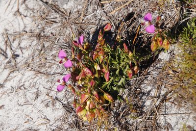 Polygala bracteolata, photographed by Tony Rebelo