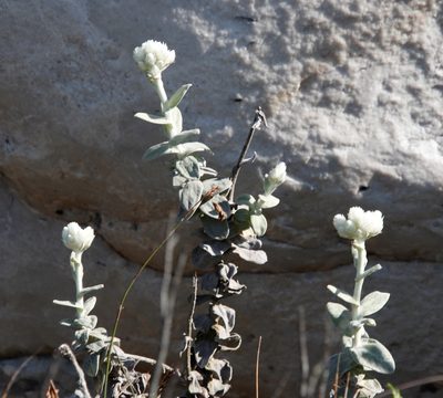 Helichrysum fruticans, photographed by Tony Rebelo