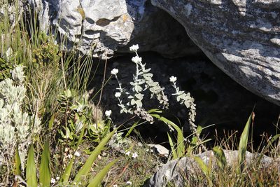 Helichrysum fruticans, photographed by Tony Rebelo