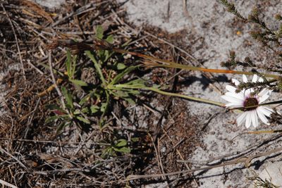Dimorphotheca nudicaulis, photographed by Tony Rebelo