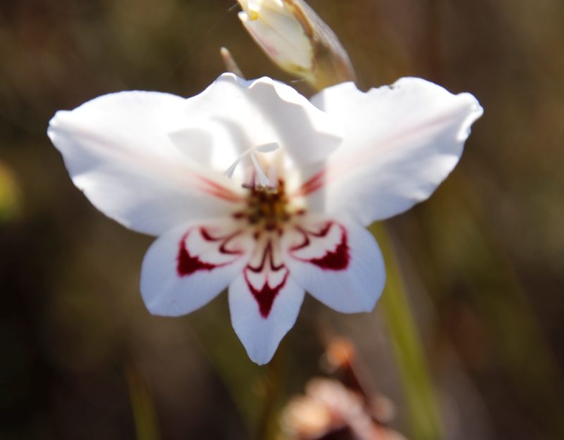 Gladiolus debilis, photographed by Tony Rebelo
