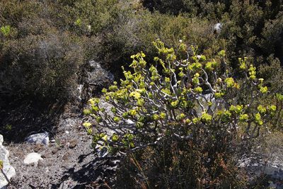 Othonna dentata, photographed by Tony Rebelo
