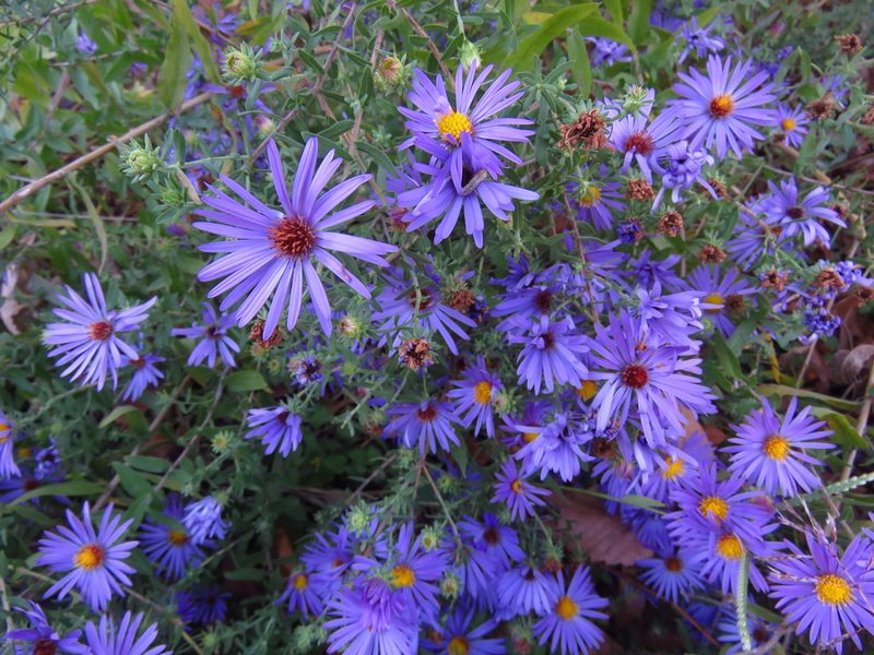 Symphyotrichum oblongifolium, photographed by Annika Lindqvist
