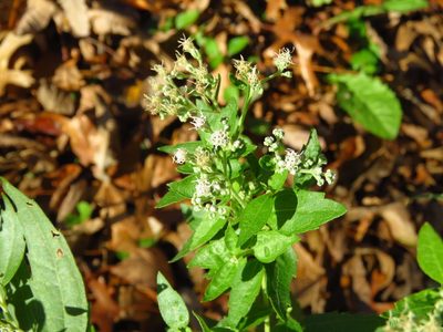 Eupatorium serotinum, photographed by Annika Lindqvist