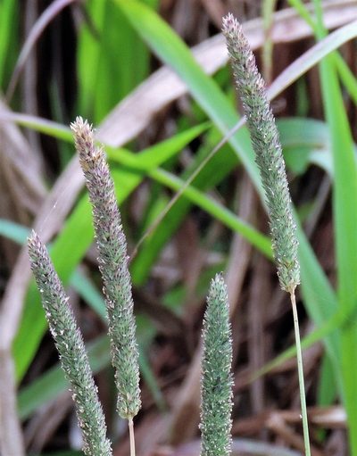 Phalaris angusta, photographed by Hugo Hulsberg