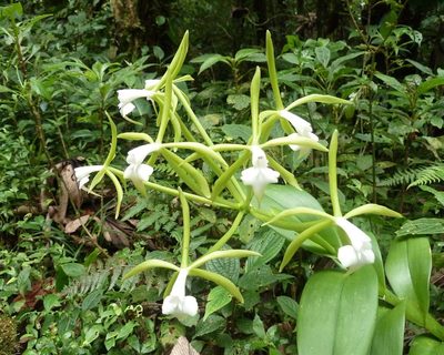 Epidendrum lacustre, photographed by Thibaud Aronson