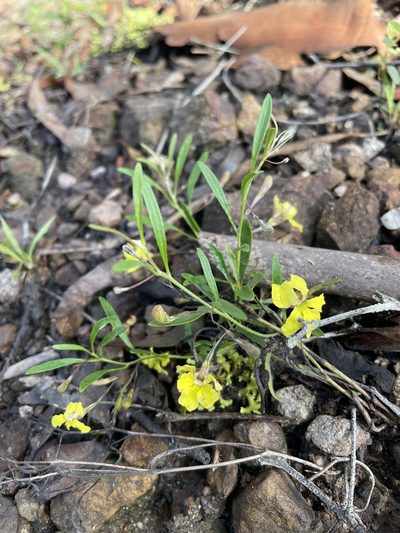 Goodenia delicata, photographed by Marilyn Connell