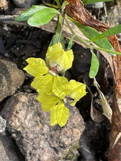 Goodenia delicata, photographed by Marilyn Connell
