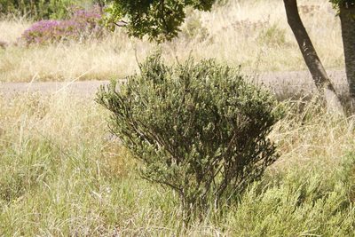 Leucadendron levisanus, photographed by Tony Rebelo