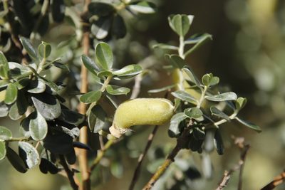 Podalyria myrtillifolia, photographed by Tony Rebelo