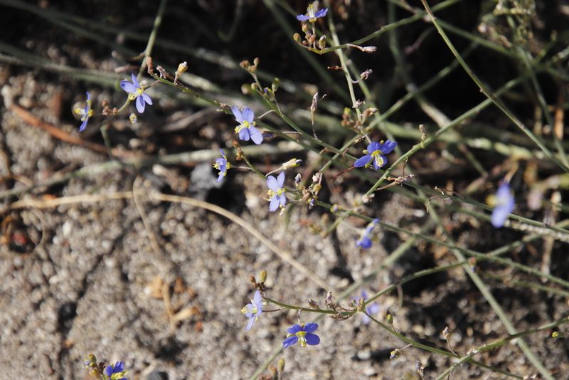 Heliophila africana, photographed by Tony Rebelo