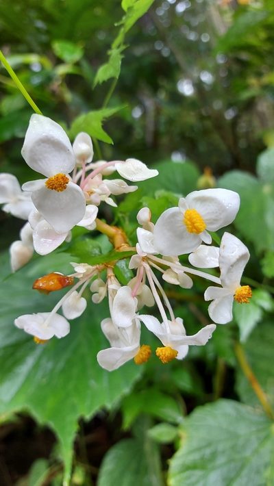 Begonia involucrata, photographed by Mery Joe