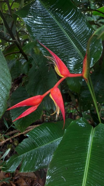 Heliconia nutans, photographed by Mery Joe