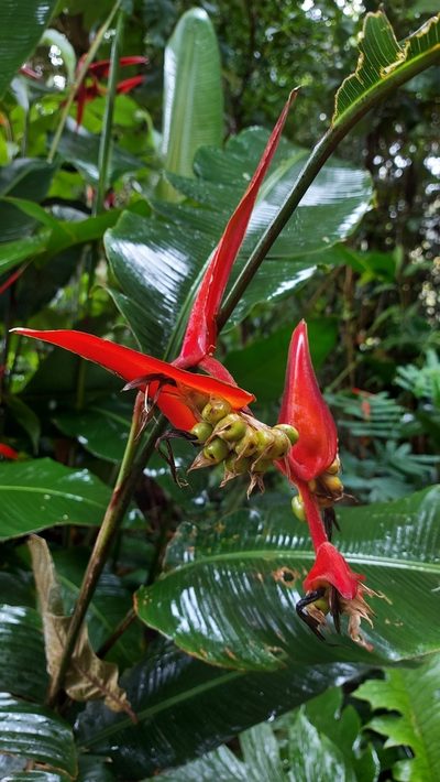 Heliconia nutans, photographed by Mery Joe