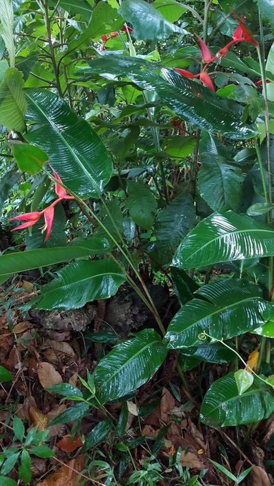 Heliconia nutans, photographed by Mery Joe