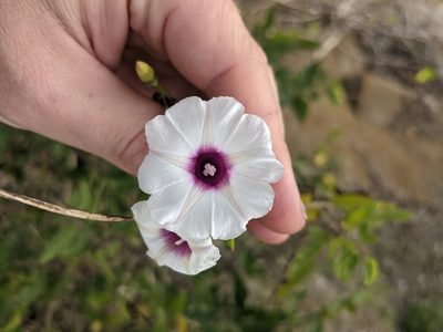 Ipomoea amnicola, photographed by Cleveland Powell