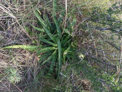 Agave maculata
