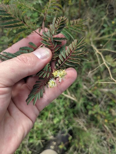 Desmanthus bicornutus, photographed by Cleveland Powell