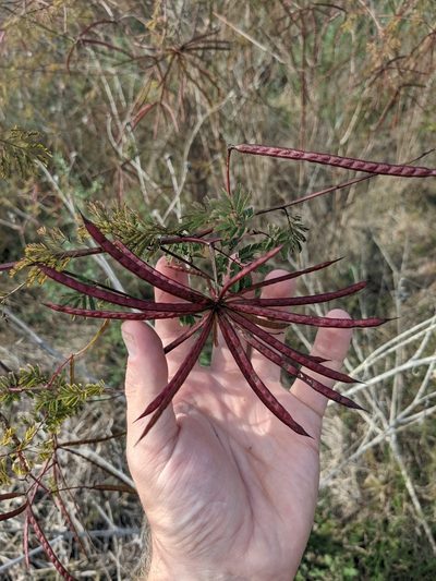 Desmanthus bicornutus, photographed by Cleveland Powell