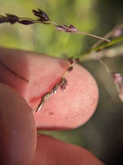 Triplasiella eragrostoides, photographed by Cleveland Powell