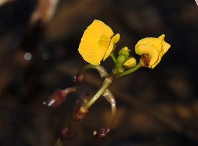 Utricularia foliosa, photographed by Judy Gallagher