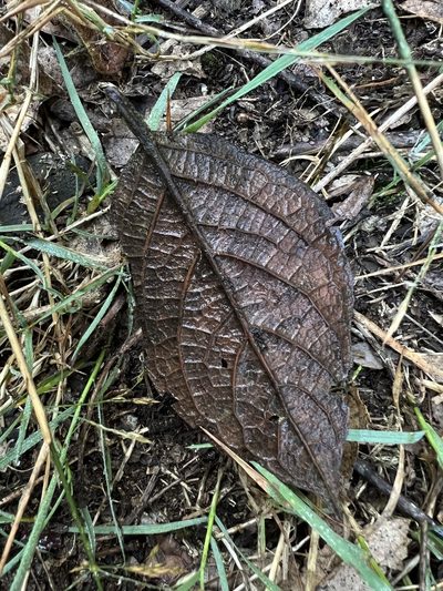 Ocotea pedicellata, photographed by Nicolás Baresch Uribe