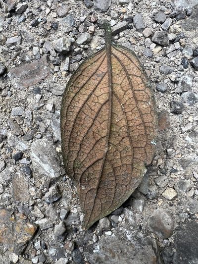 Ocotea pedicellata, photographed by Nicolás Baresch Uribe