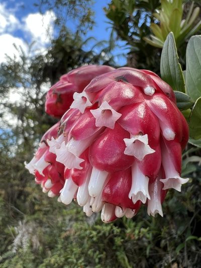 Cavendishia nitida, photographed by Nicolás Baresch Uribe