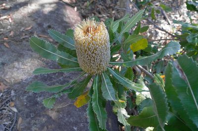 Banksia serrata, photographed by Gary Williams