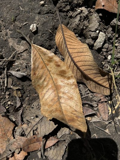 Brunellia acutangula, photographed by Nicolás Baresch Uribe